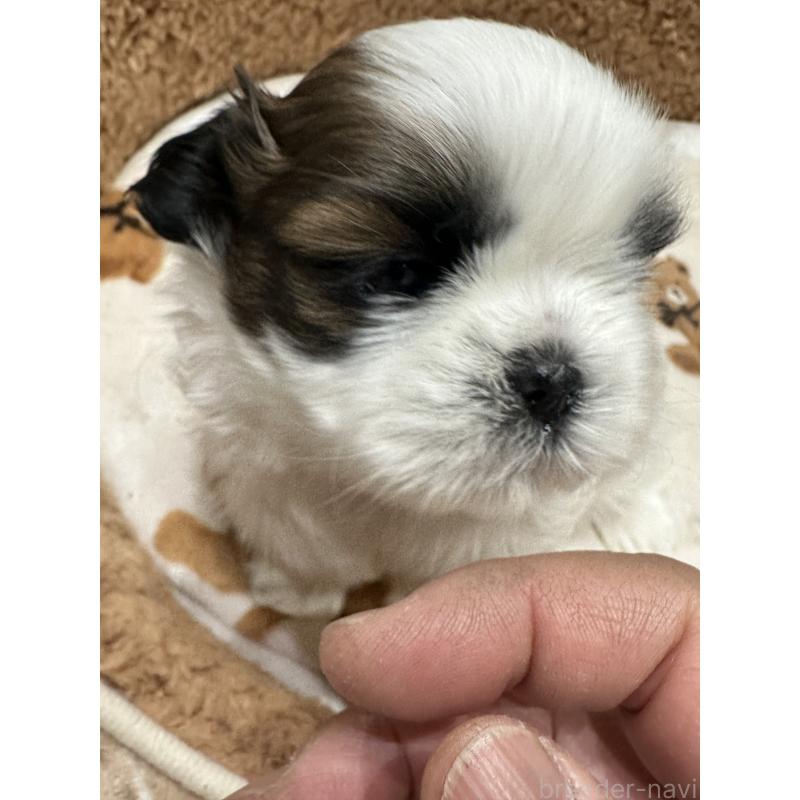 販売中の岡山県のシーズー-441475の4枚目