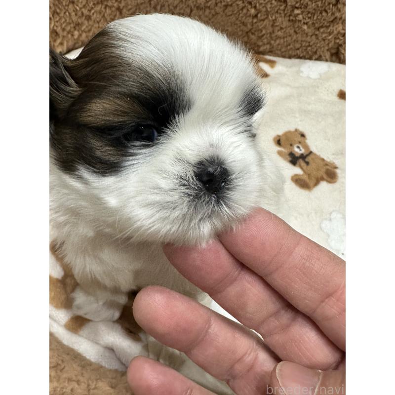 販売中の岡山県のシーズー-441475の3枚目