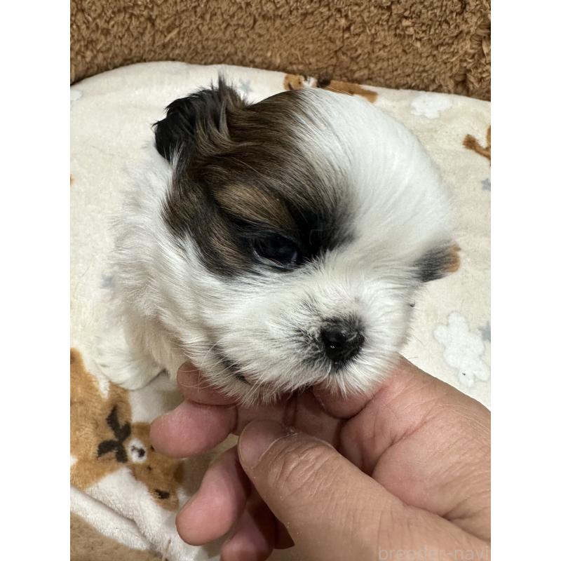 販売中の岡山県のシーズー-441475の2枚目