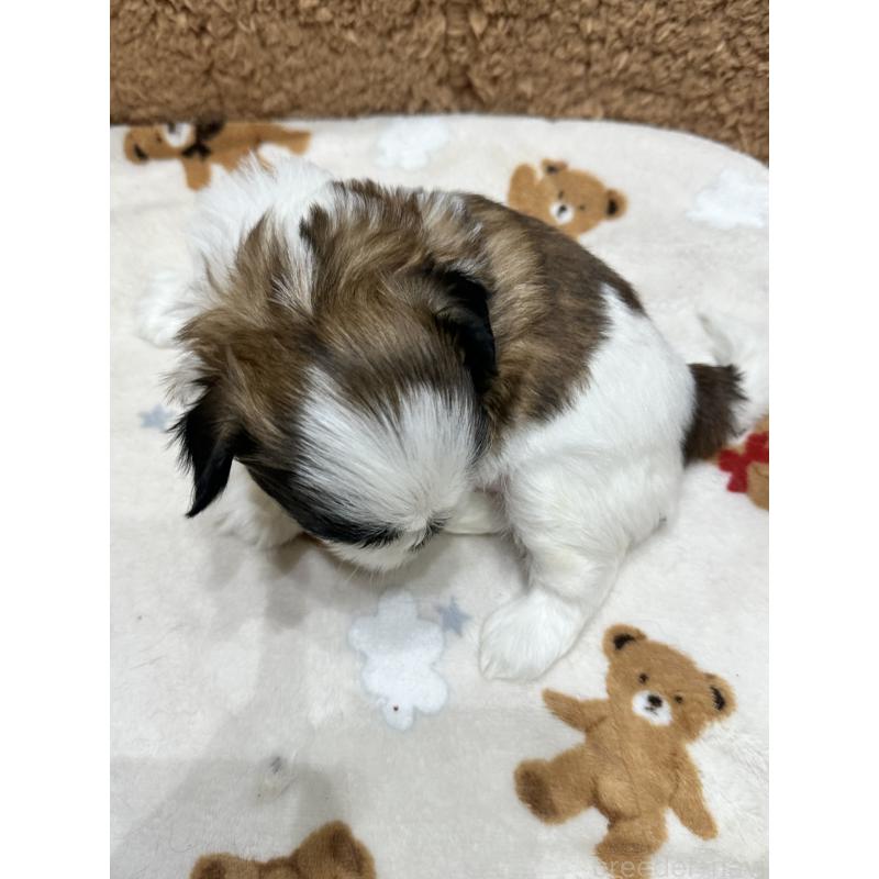 販売中の岡山県のシーズー-441476の15枚目