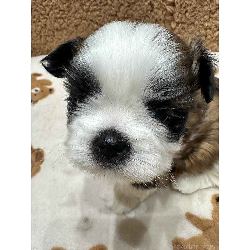 販売中の岡山県のシーズー-441476の14枚目