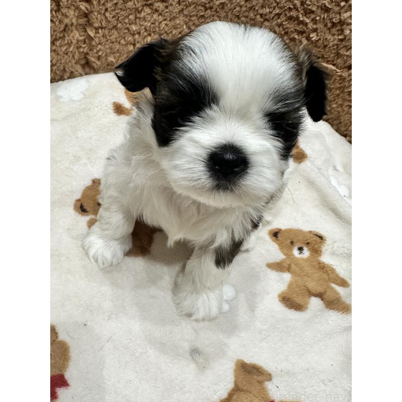 販売中の岡山県のシーズー-441476の12枚目