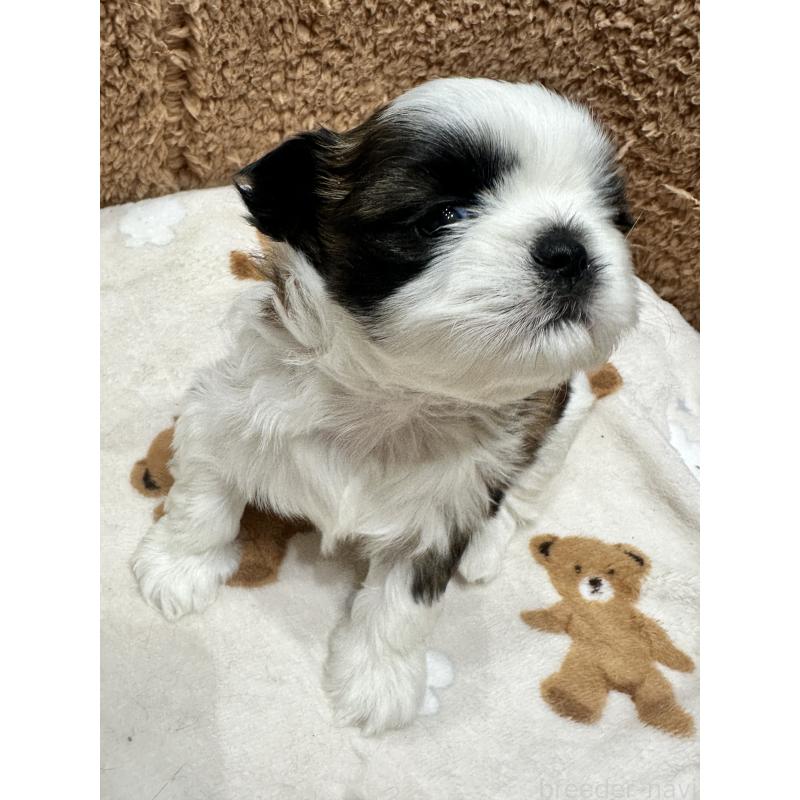 販売中の岡山県のシーズー-441476の10枚目