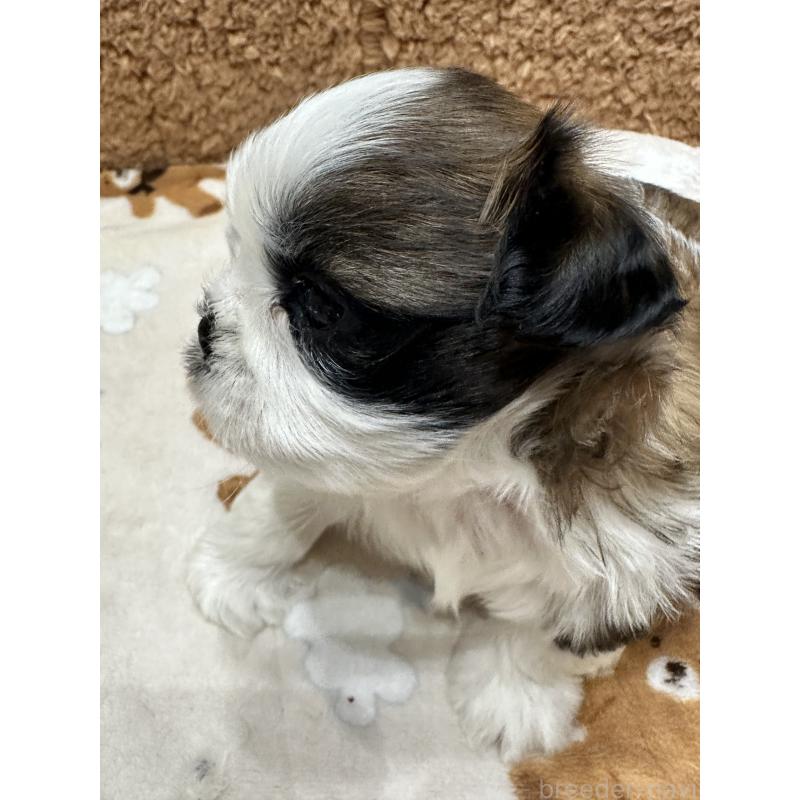 販売中の岡山県のシーズー-441476の9枚目