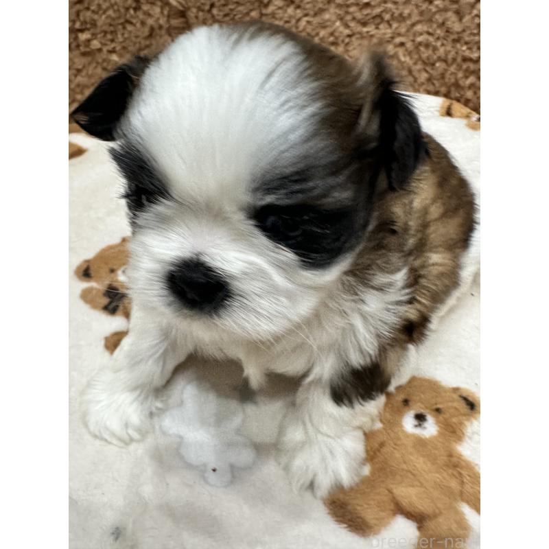 販売中の岡山県のシーズー-441476の8枚目