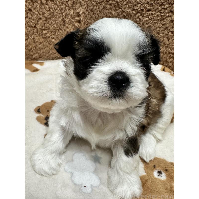 販売中の岡山県のシーズー-441476の7枚目