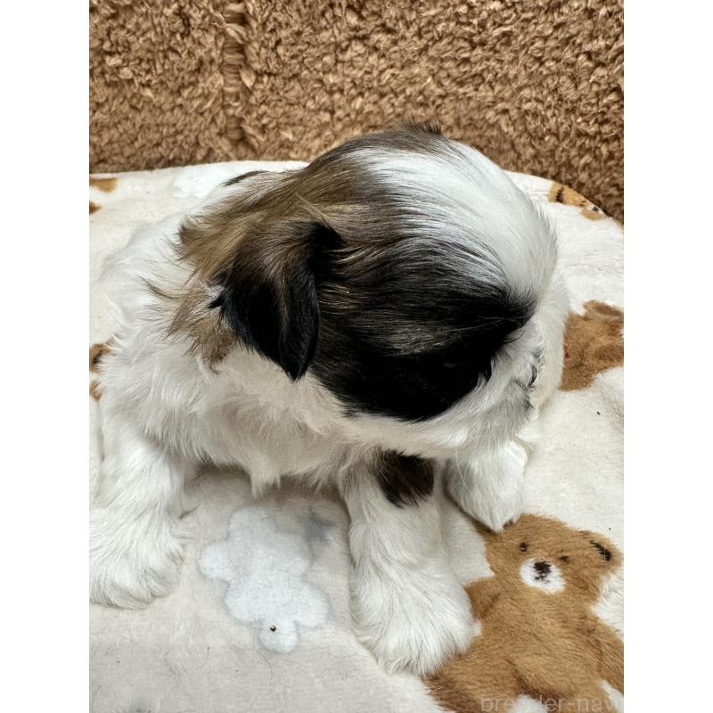 販売中の岡山県のシーズー-441476の6枚目