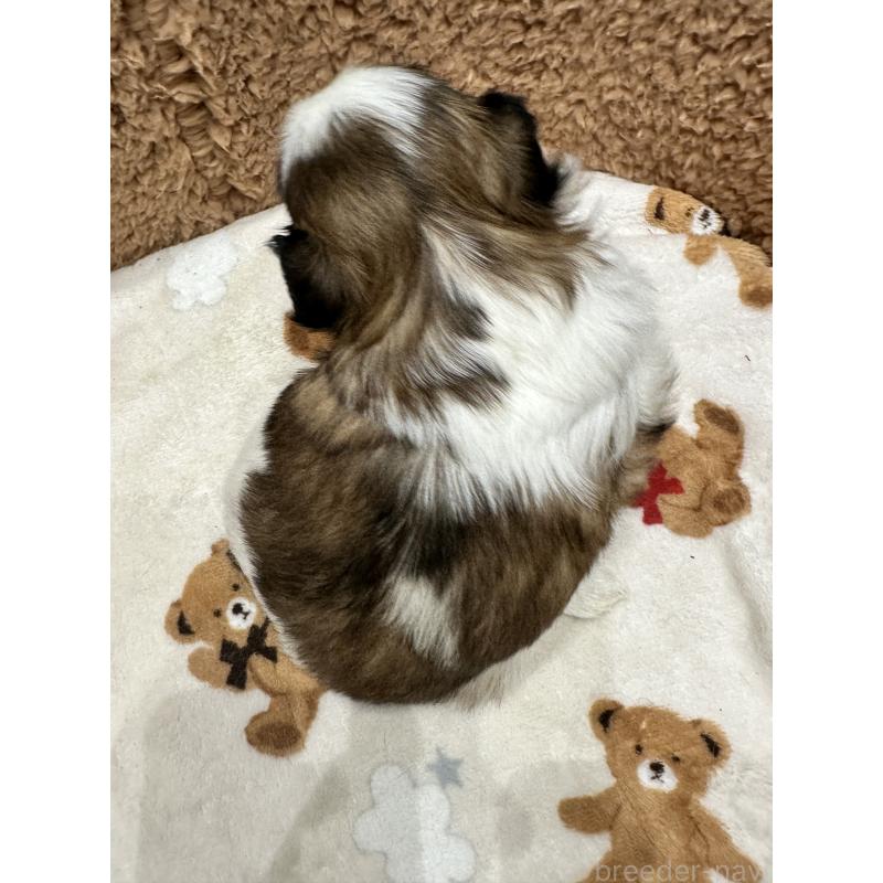 販売中の岡山県のシーズー-441476の5枚目