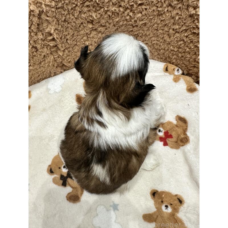 販売中の岡山県のシーズー-441476の4枚目