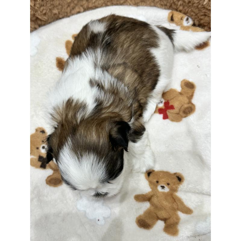 販売中の岡山県のシーズー-441476の3枚目