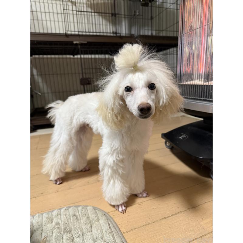 販売中の高知県のトイプードル-417051の4枚目