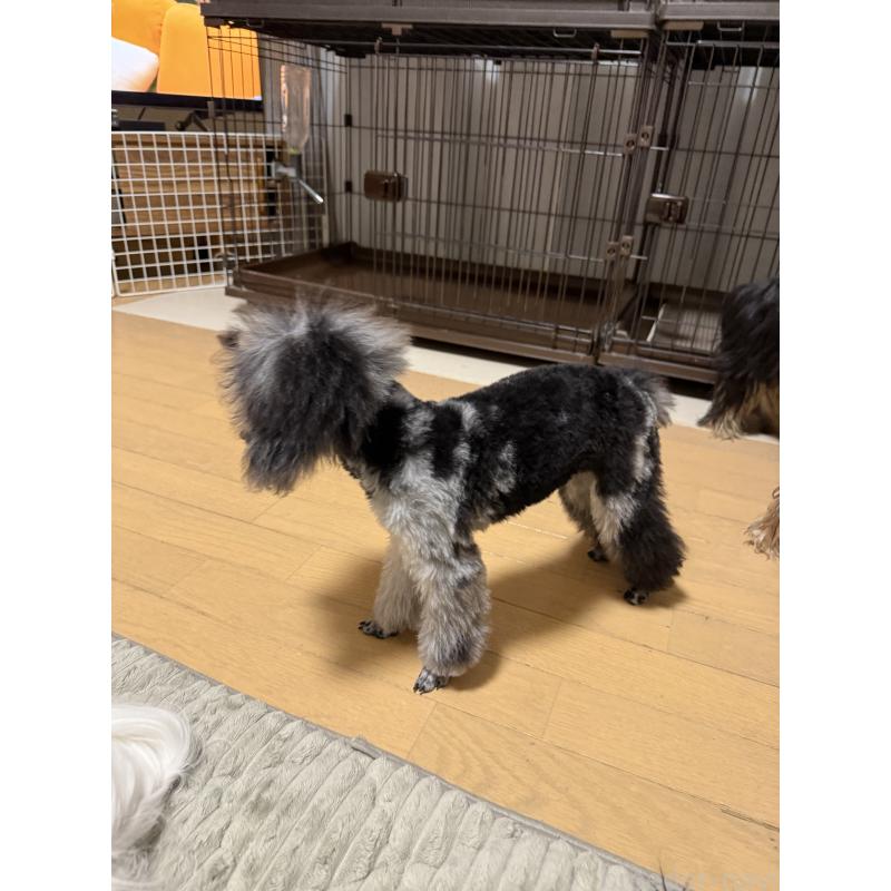 販売中の高知県のトイプードル-417046の4枚目