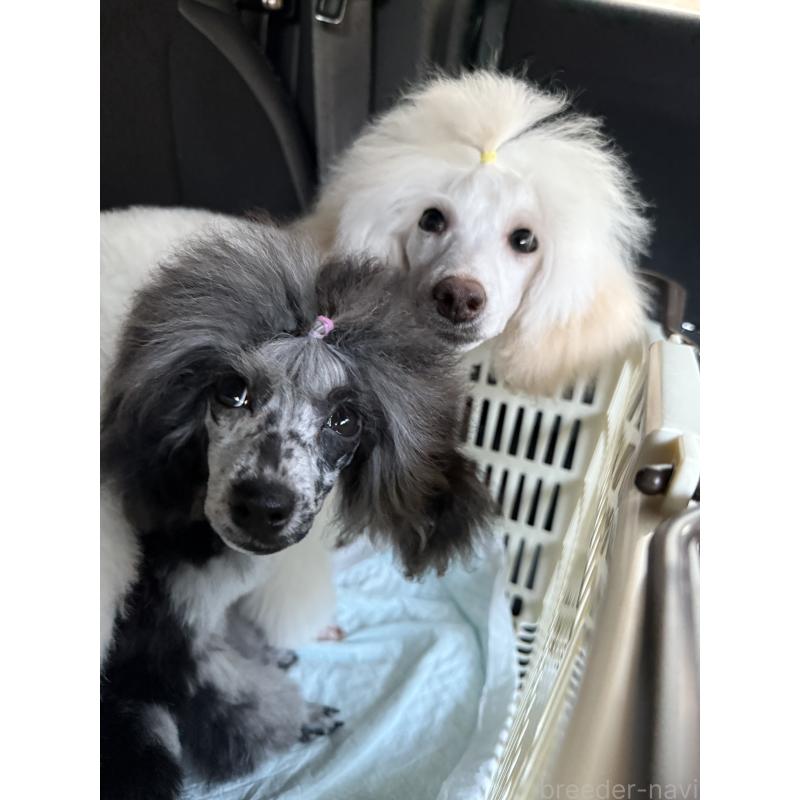 販売中の高知県のトイプードル-417046の2枚目