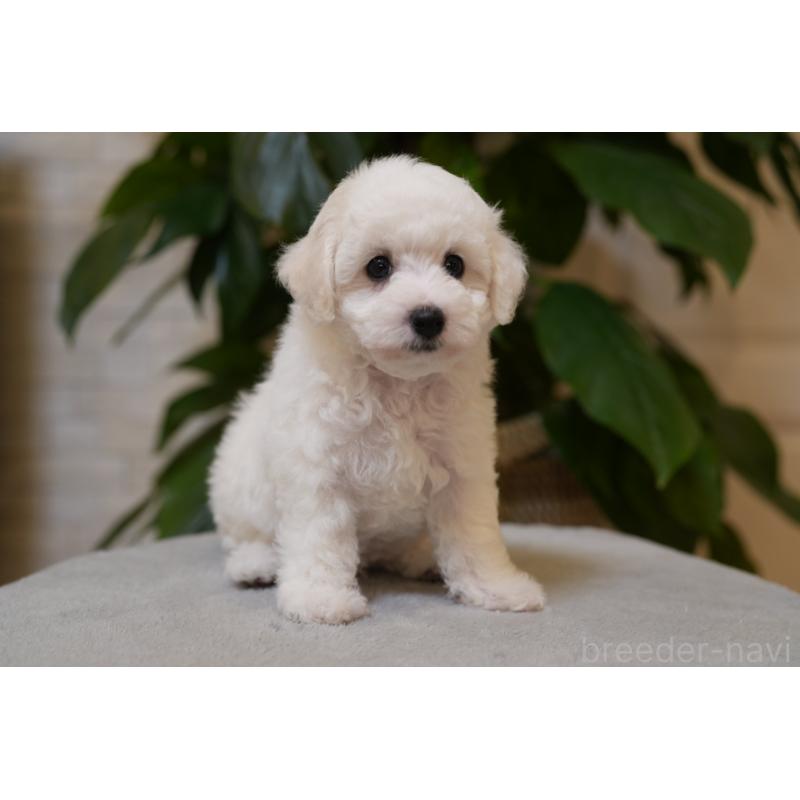 販売中の千葉県のビションフリーゼ-439158の3枚目