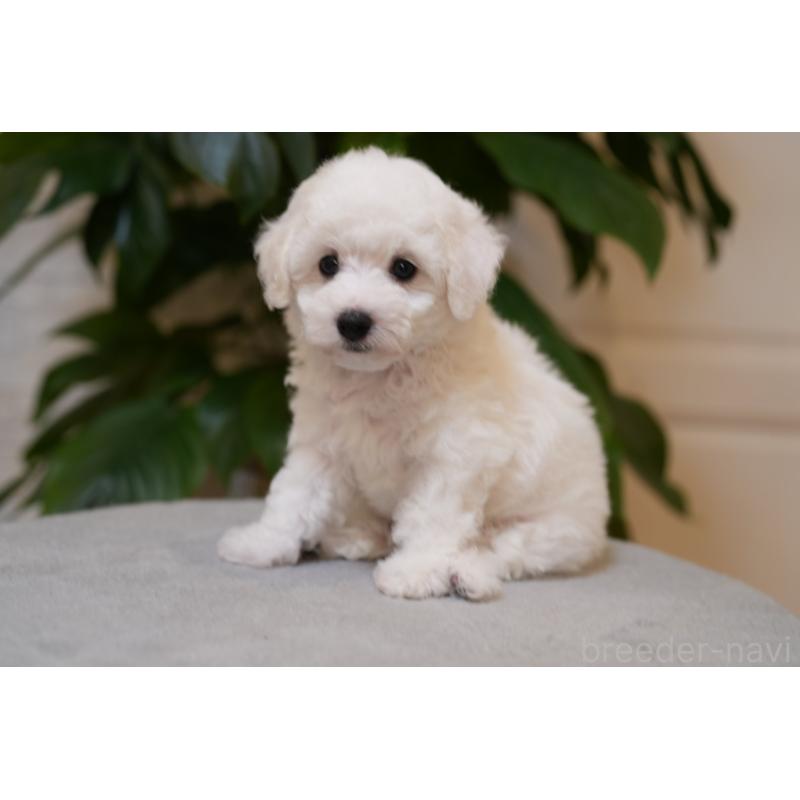 販売中ののビションフリーゼ-439158