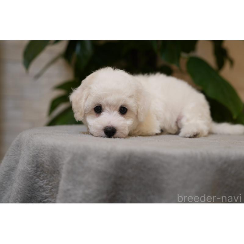 販売中の千葉県のビションフリーゼ-439158の2枚目