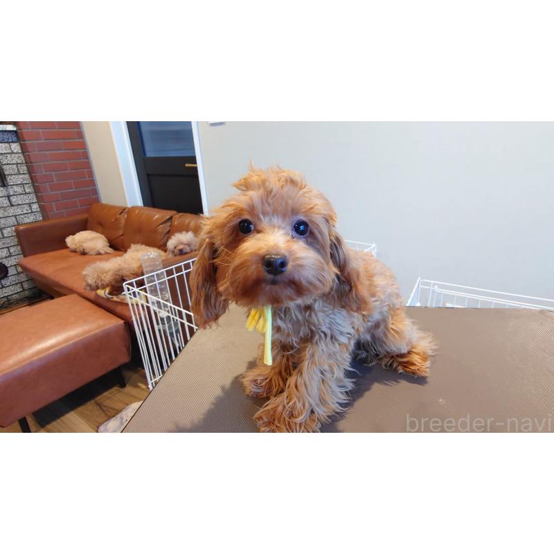 商談中の北海道のタイニープードル-405819の3枚目