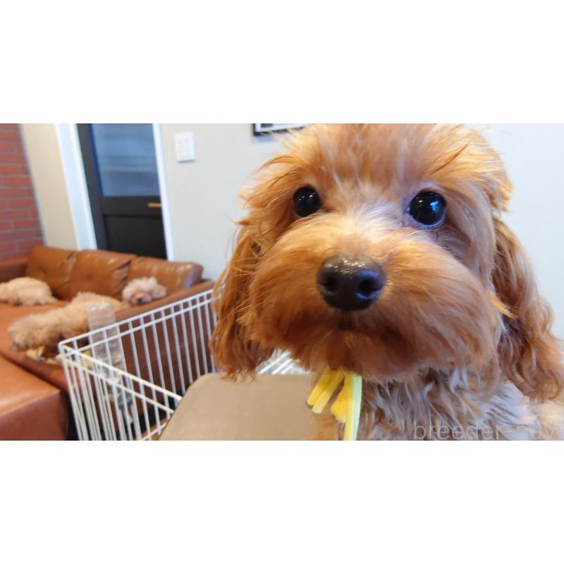 商談中の北海道のタイニープードル-405819の2枚目