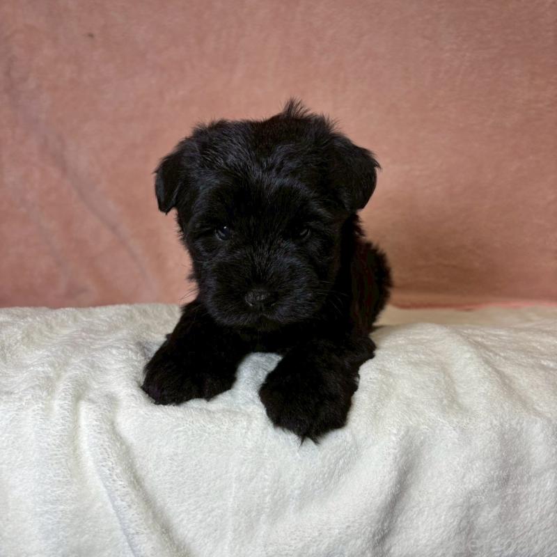 販売中の大阪府のミニチュアシュナウザー-441488の7枚目