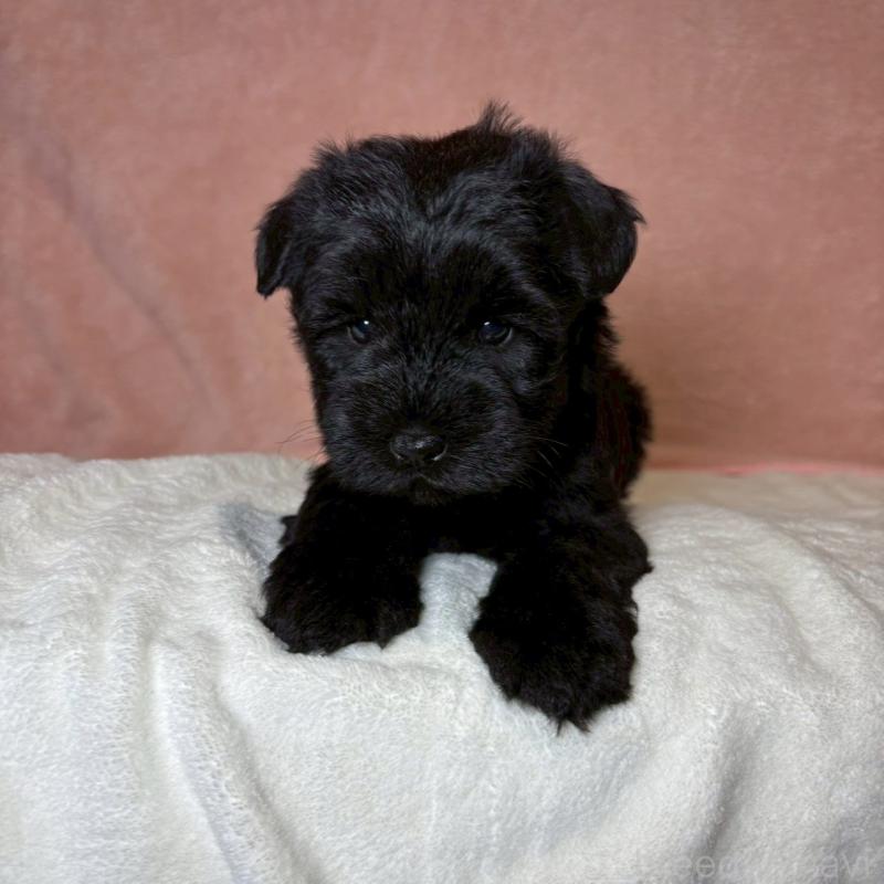 販売中の大阪府のミニチュアシュナウザー-441488の6枚目