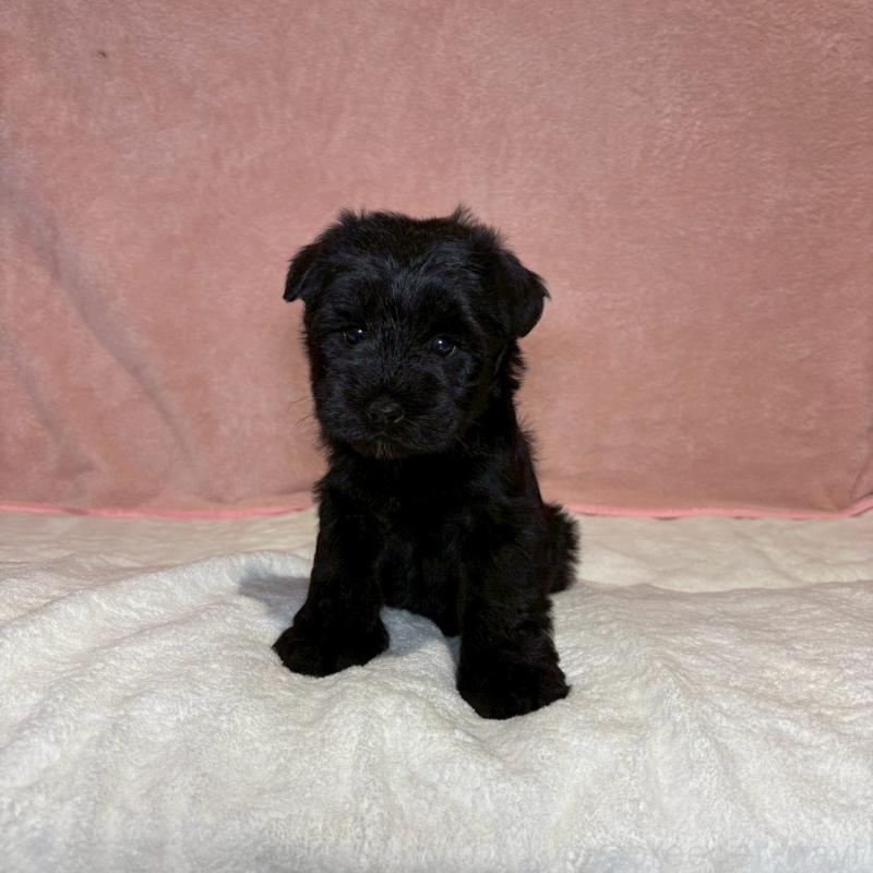 販売中の大阪府のミニチュアシュナウザー-441488の5枚目