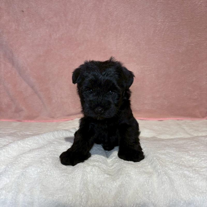 販売中の大阪府のミニチュアシュナウザー-441488の4枚目