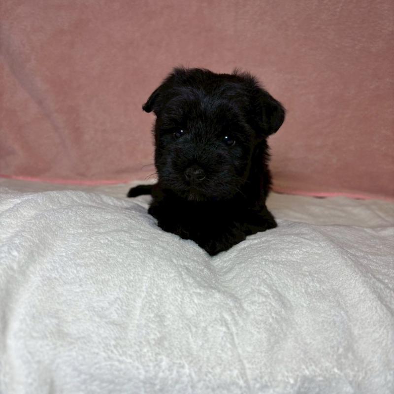 販売中の大阪府のミニチュアシュナウザー-441488の3枚目