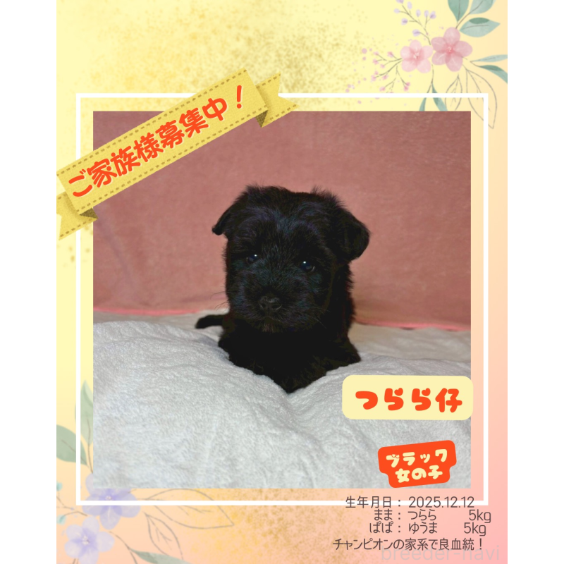 販売中の大阪府のミニチュアシュナウザー-441488