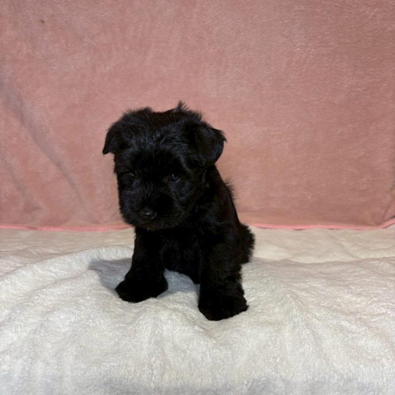 販売中の大阪府のミニチュアシュナウザー-441488の2枚目