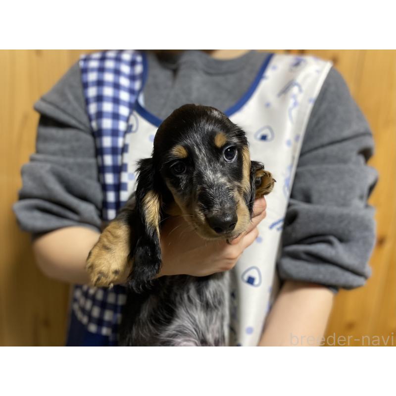 販売中の岐阜県のミニチュアダックスフンド(ロングヘアード)-429426の2枚目