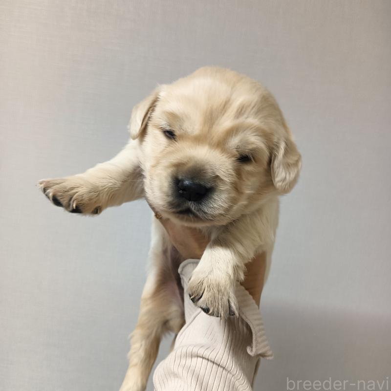 販売中の山口県のゴールデンレトリーバー-438648