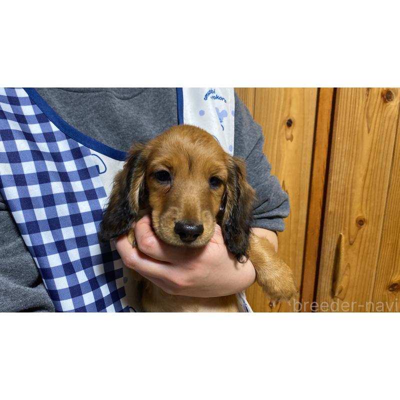 販売中の岐阜県のミニチュアダックスフンド(ロングヘアード)-429177の4枚目