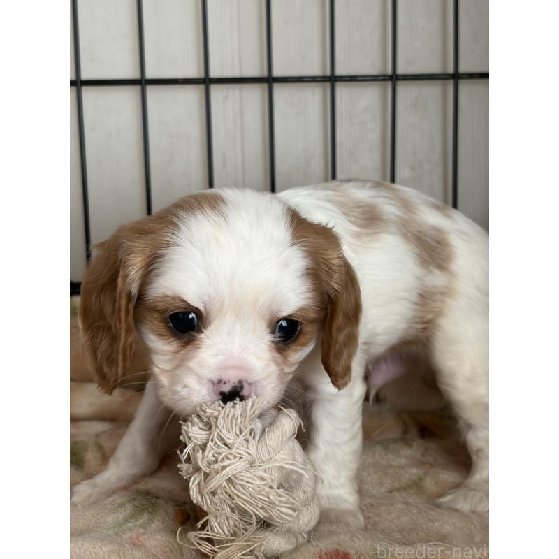 販売中の岡山県のキャバリアキングチャールズスパニエル-441489の7枚目