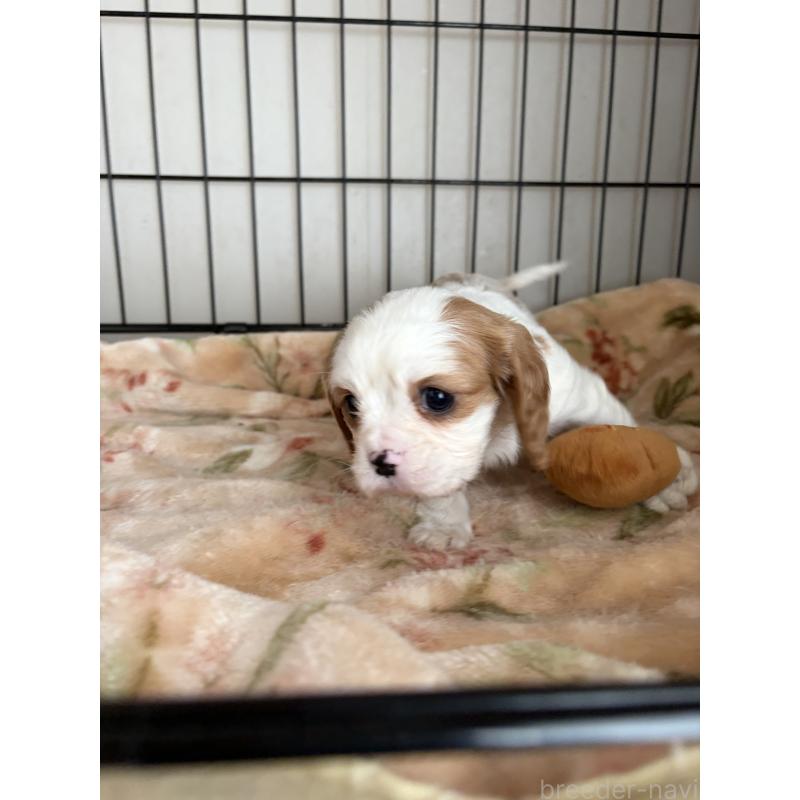 販売中の岡山県のキャバリアキングチャールズスパニエル-441489の6枚目