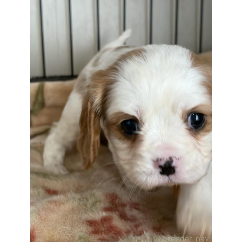 販売中の岡山県のキャバリアキングチャールズスパニエル-441489の5枚目