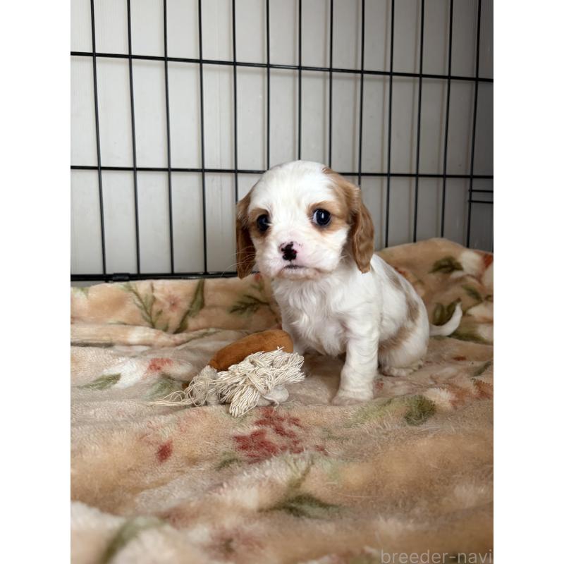 販売中の岡山県のキャバリアキングチャールズスパニエル-441489の4枚目