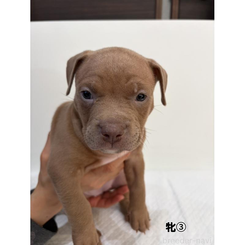 販売中の福岡県のアメリカンブリー-439545