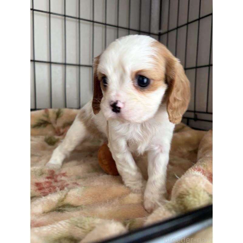 販売中の岡山県のキャバリアキングチャールズスパニエル-441489の3枚目