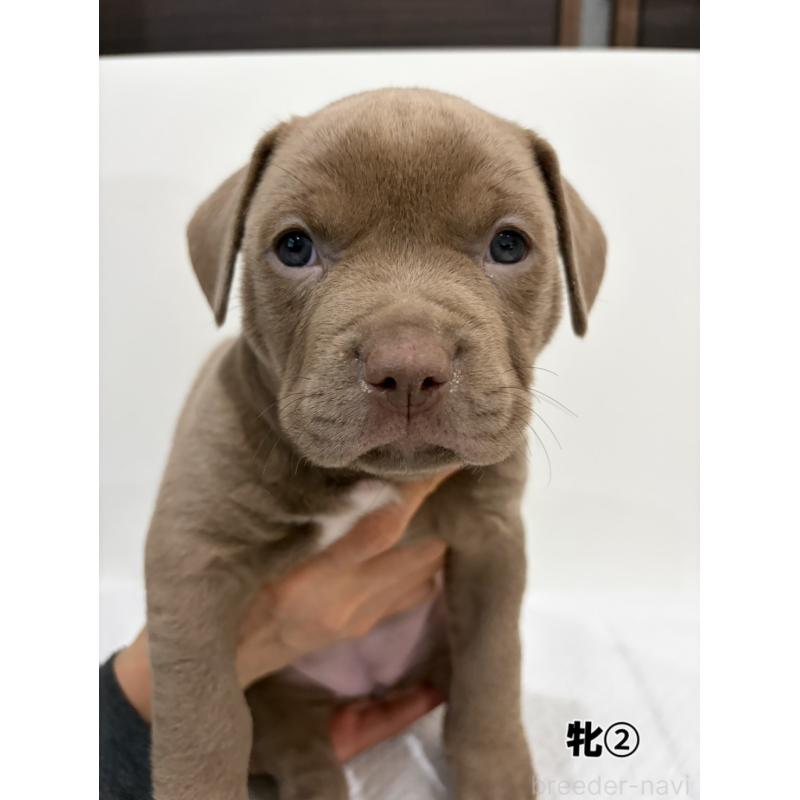 販売中の福岡県のアメリカンブリー-439544