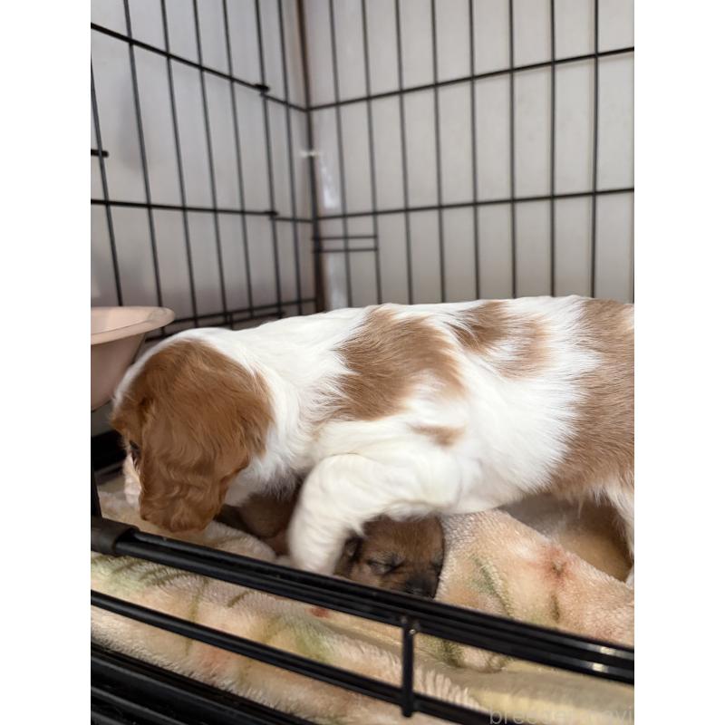 成約済の岡山県のキャバリアキングチャールズスパニエル-437687の3枚目