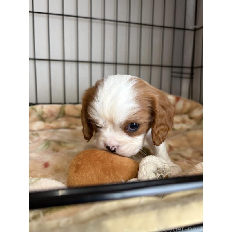 成約済の岡山県のキャバリアキングチャールズスパニエル-437687の2枚目