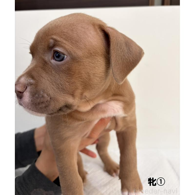 販売中の福岡県のアメリカンブリー-439542