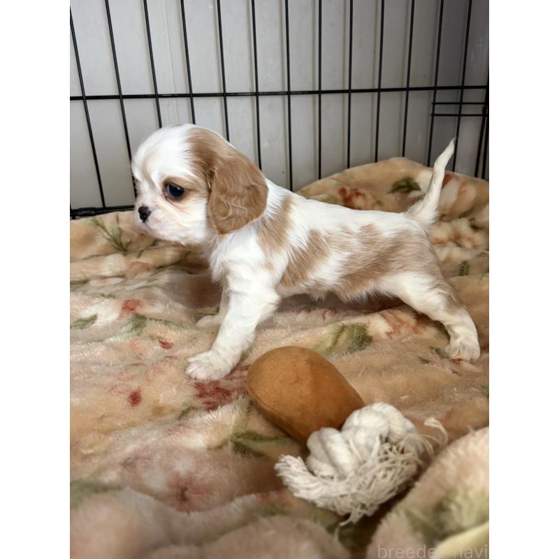 販売中の岡山県のキャバリアキングチャールズスパニエル-437375の5枚目