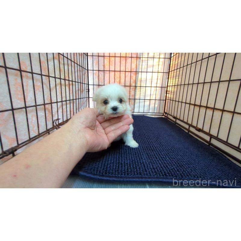 販売中の茨城県のマルチーズ-441490の1枚目
