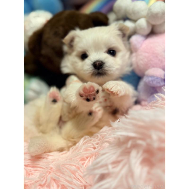 販売中の山形県のポメマル:ポメラニアン×マルチーズ-440257の7枚目