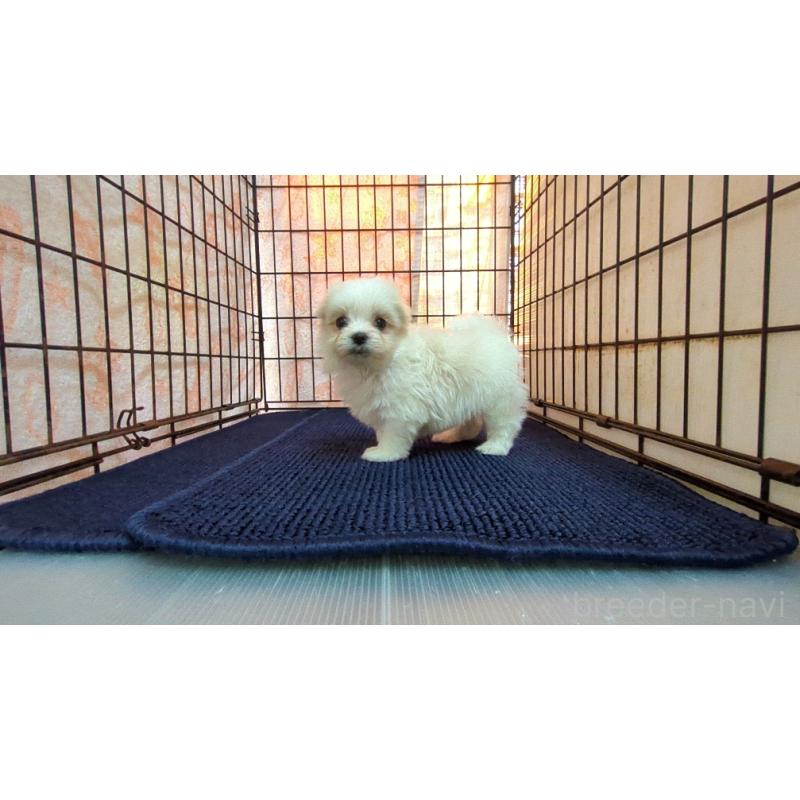 販売中の茨城県のマルチーズ-441490の6枚目