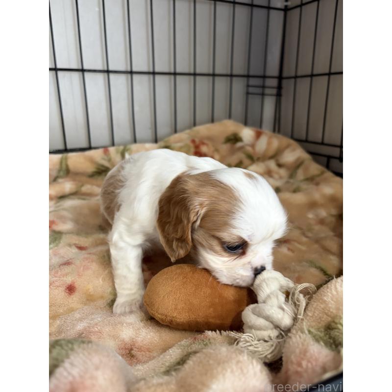 販売中の岡山県のキャバリアキングチャールズスパニエル-437375の4枚目