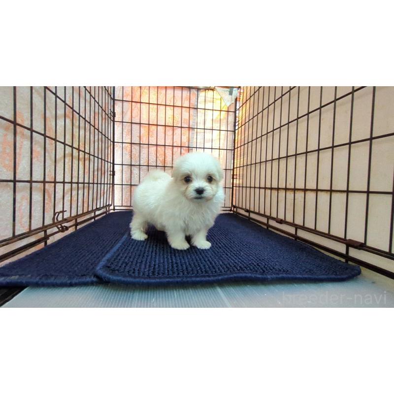 販売中の茨城県のマルチーズ-441490の4枚目