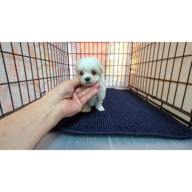 販売中の茨城県のマルチーズ-441490の3枚目