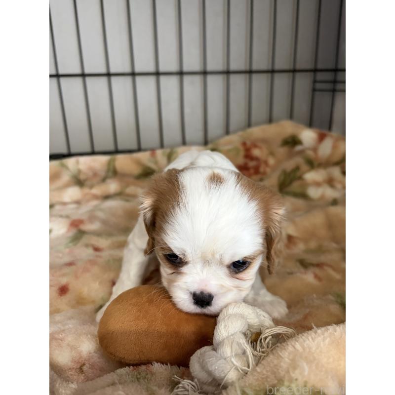 販売中の岡山県のキャバリアキングチャールズスパニエル-437375の3枚目